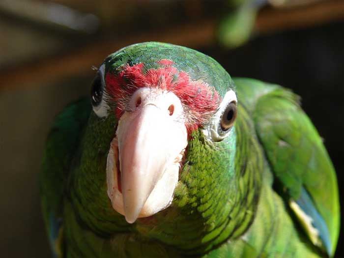 Neugierige Amazone aus Puerto Rico