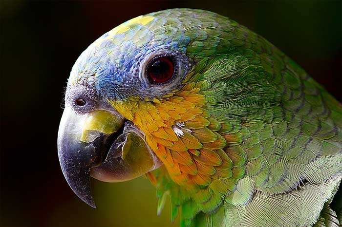 Amazone